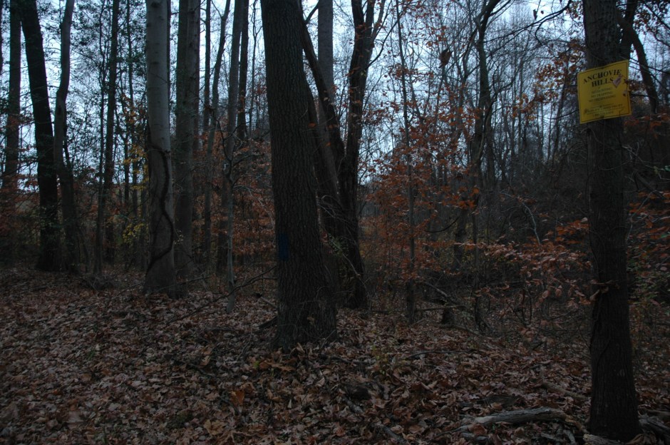 Anchovie Hills woodland, from Magruder's Ferry Road. Photo: Margaret Yocom, 2013.